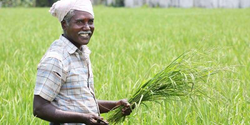 Know how the government is making people earning cheaper food grains and farmers more 1