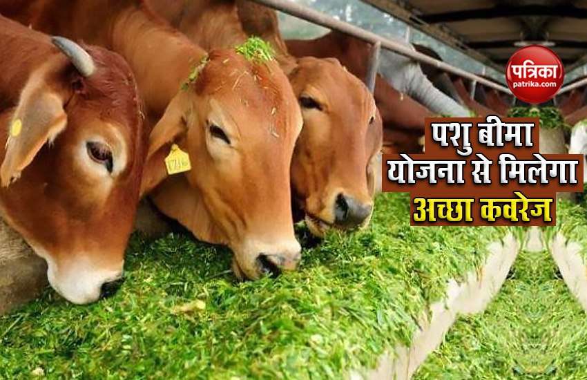 Now farmers will not suffer loss due to death of cattle, government will give money in livestock insurance scheme 1