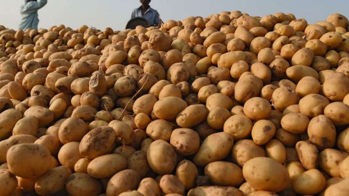 Potato price doubled in two months, Green Vegetables Price also increased by 200% 1