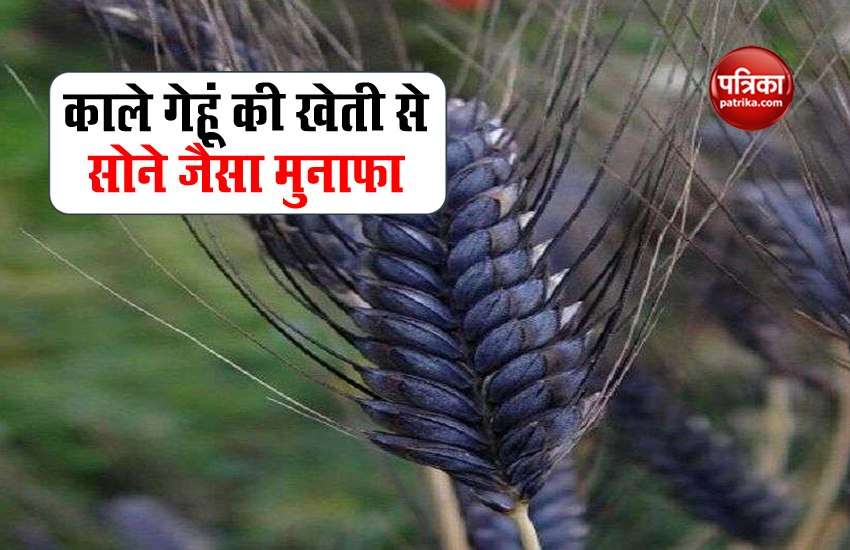 Farmers can become rich with black wheat farming, can earn in lakhs 1