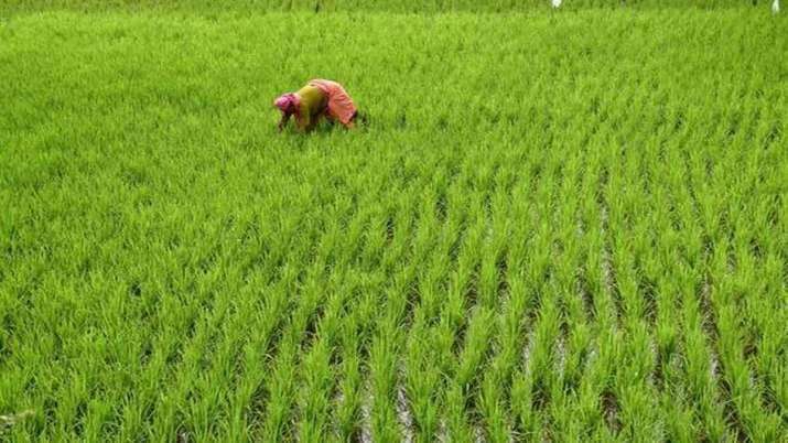 Despite farmer agitation, sowing of crops at record level, figures are being given in this way 1