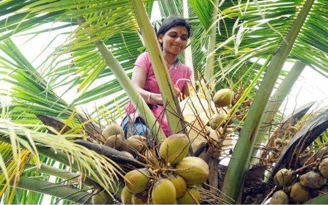 Government takes big step to make farmers of South India happy, income will increase 1