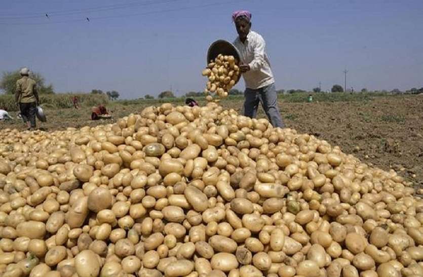 Potato prices fall, relief to common people, disaster for farmers 1