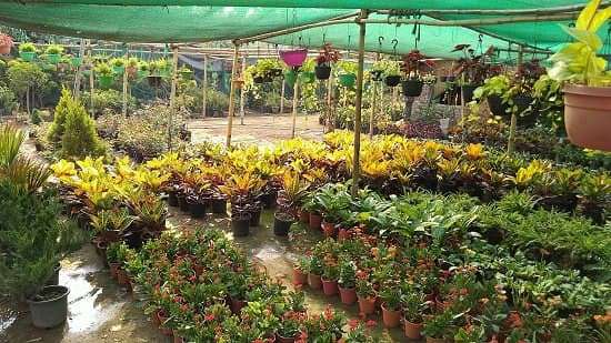Now online nursery of plants, now flowers and fruit plants will be available around the house 1